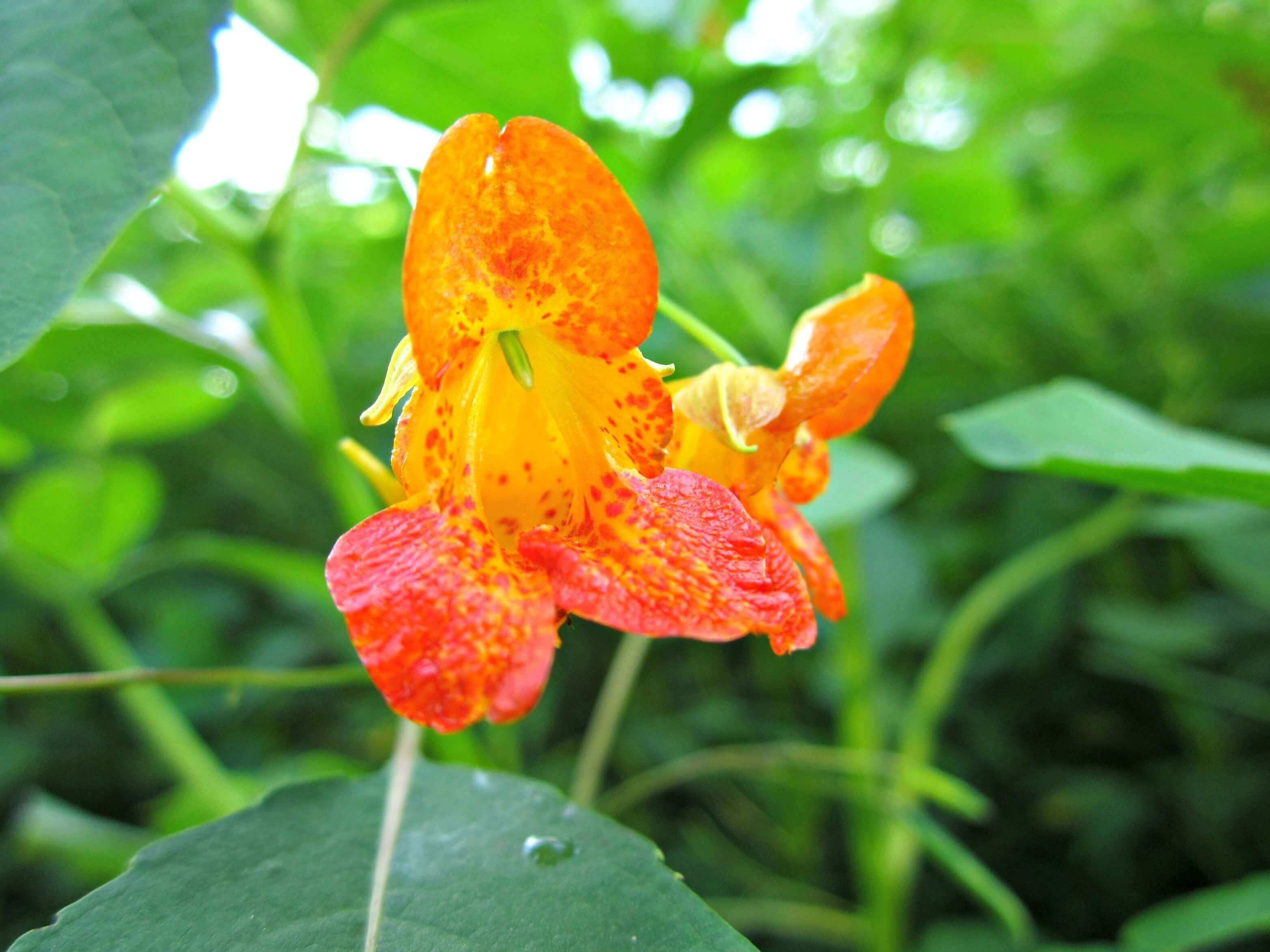 Jewelweed: Nature's Self-Seeding Miracle in Moist, Semi-Shady Havens - TN Nursery