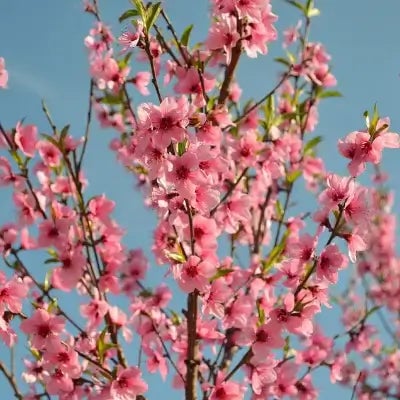 TN Nursery Forbes Feature On Landscaping - TN Nursery