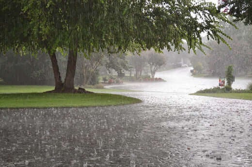 Rain's Importance to Plants | What to Know - TN Nursery
