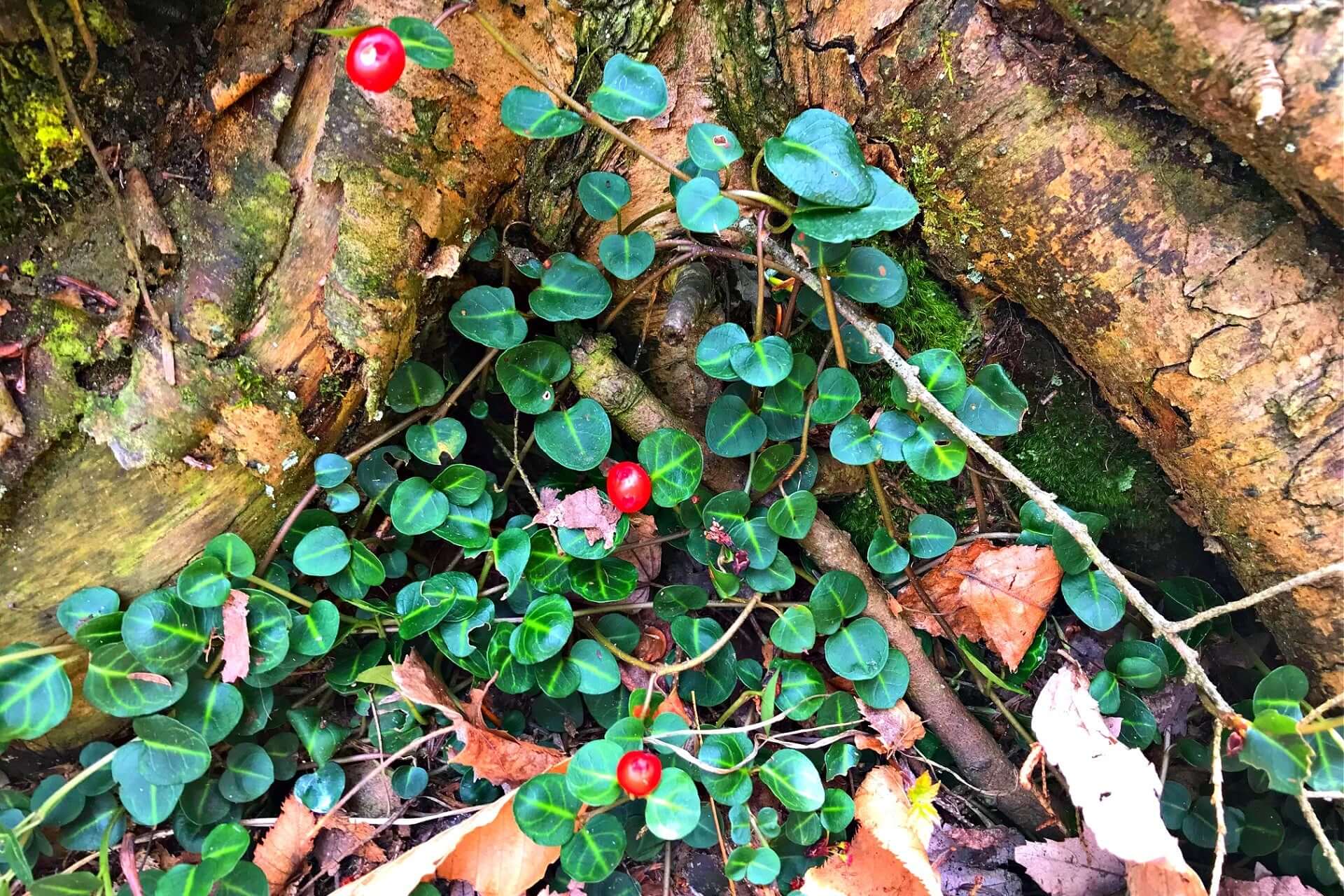 Partridge Berry for Sale at TN Nursery: Shop Online Now