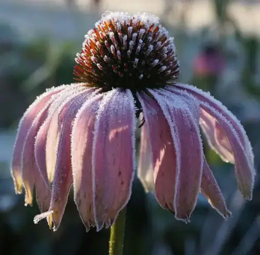 Frost-Proof Perennials - TN Nursery