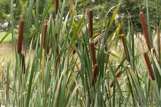 Cattails | Information | TN Nursery - TN Nursery