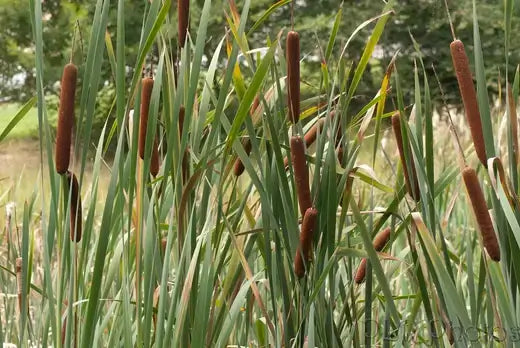 Cattails | Information | TN Nursery - TN Nursery