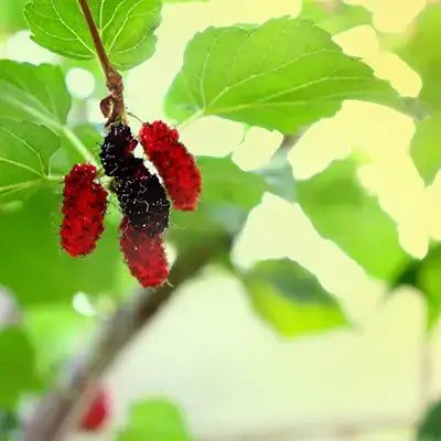 Enjoy Abundance of Nature with Old Fashioned Mulberry Tree - TN Nursery