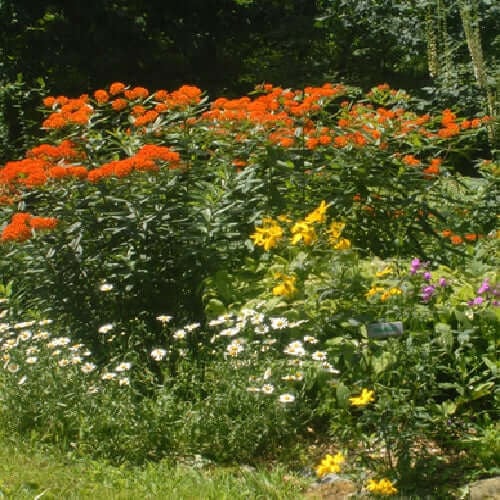 Establishing and Growing Perennial Plants - TN Nursery