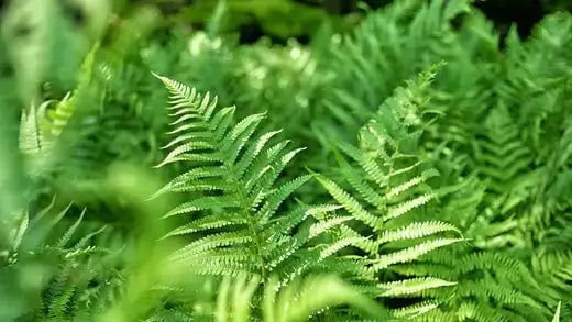 Low Maintenace Shade Gardens with Ferns - TN Nursery