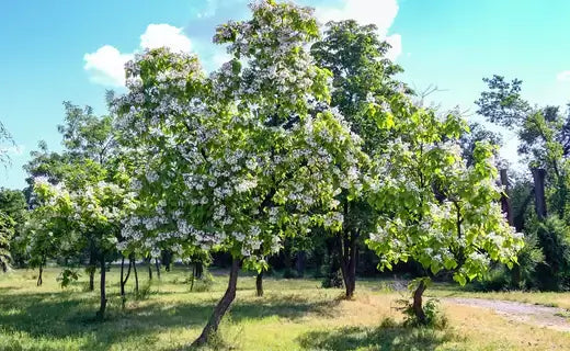 Lush low-maintenance tree with delicate white blossoms in backyard