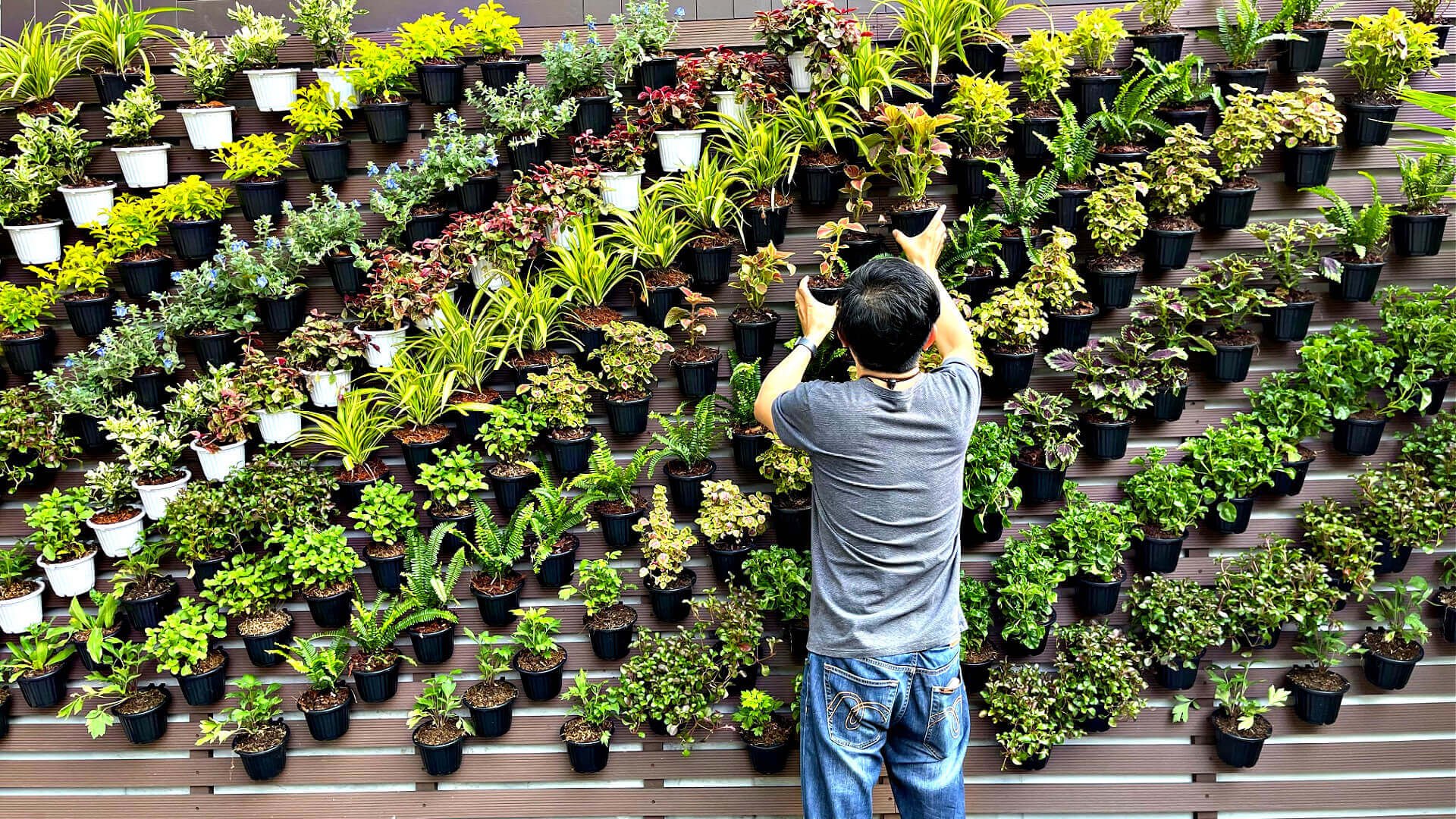 The Joy Of Vertical Gardening - TN Nursery