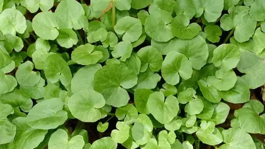European Wild Ginger - Facts | TN - TN Nursery