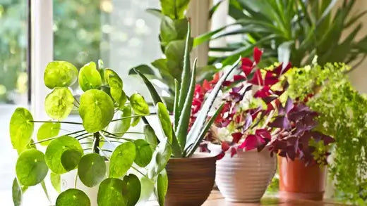 Plants for Indoor Gardens