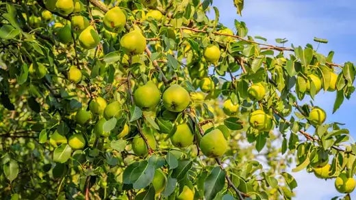 Planting a Pear Tree Guide and tips - TN Nursery