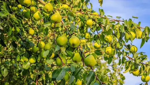 Pear Tree Guide