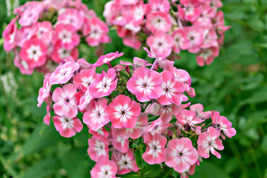 Annual Phlox - TN Nursery