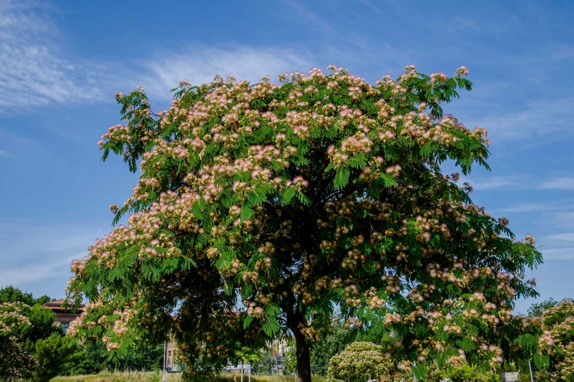 Lush Albizia tree with vibrant green leaves and pink blossoms