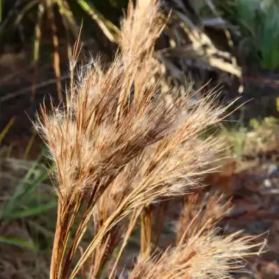 Broom Sedge close-up in Tennessee at TN Nursery