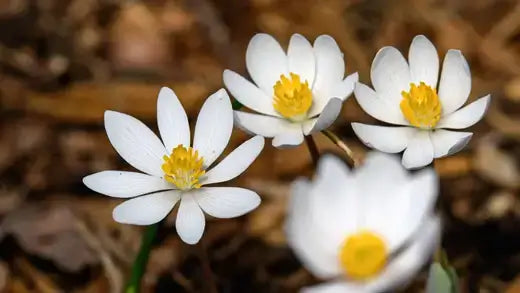 10 Easiest Garden Plants for Beginners - TN Nursery