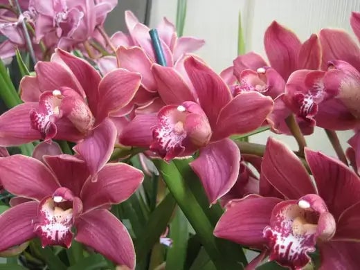 Top 5 Winter Houseplants for Indoors. - TN Nursery