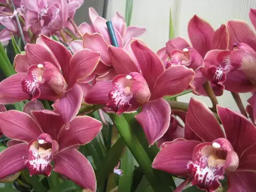 Top 5 Winter Houseplants for Indoors. - TN Nursery