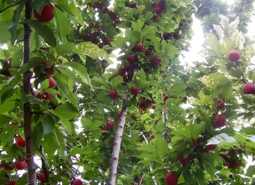 10 Advantages Of Planting Fruit Trees - TN Nursery