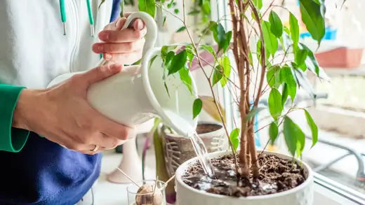 10 Best indoor Water Plants for your backyard - TN Nursery