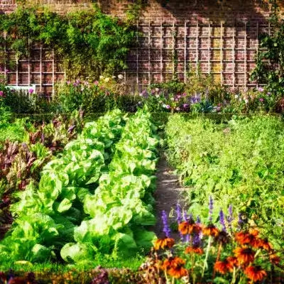 10 Best Natural Gardening tips for Beginners - TN Nursery