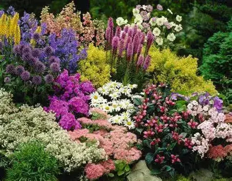 10 Best Perennial Gardening for your garden. - TN Nursery