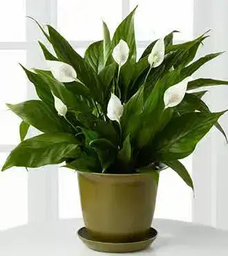 10 Best Plants for Offices for 2021 - TN Nursery