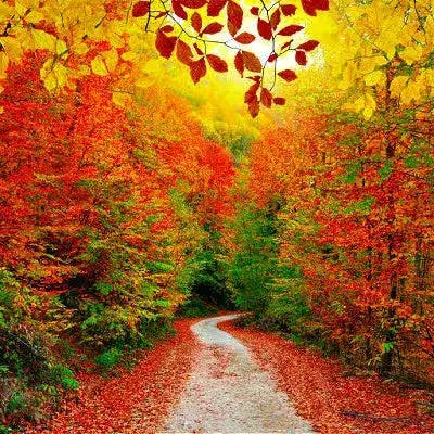 10 Colorful Fall Foliage Trees | TN Nursery - TN Nursery