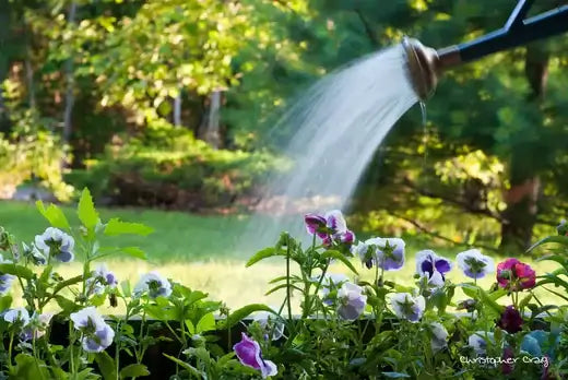 10 Drought Protection for your Garden - TN Nursery