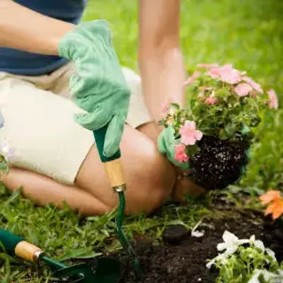 10 Easy To Grow Gardening Plants | TN - TN Nursery