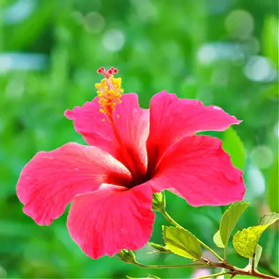 10 exotic Hawaiian Flowers. Visit TN Nursery - TN Nursery