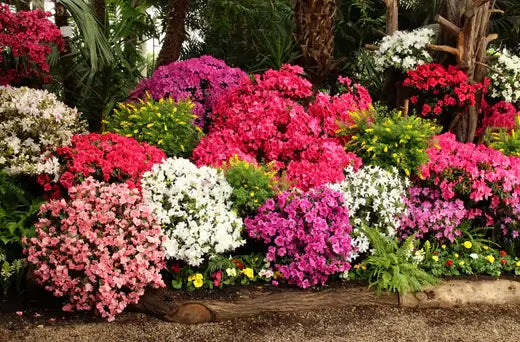 10 Flowering Shrubs for Your Yard - TN Nursery
