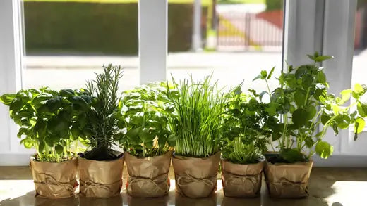 10 Growing Fresh Herbs Indoors - TN Nursery