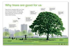 10 Health Benefits Of Trees | TN Nursery - TN Nursery