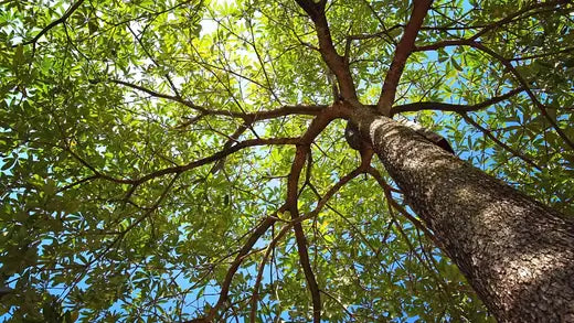 10 Incidents that Trees Protect Our Homes - TN Nursery