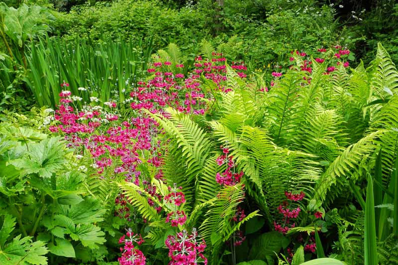 10 Long Blooming Perennial Favorites - TN Nursery