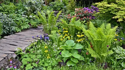 10 Plants for Your Bog Garden to cultivate | - TN Nursery
