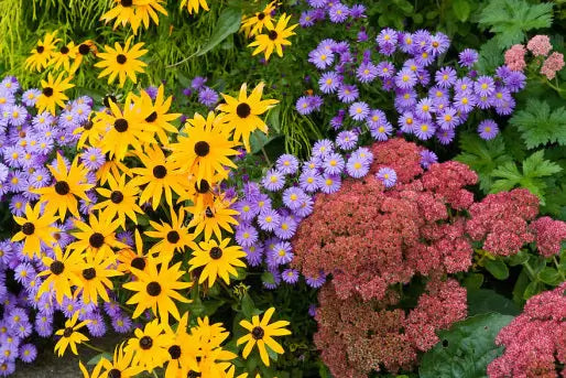 10 Simple Color Schemes For Your Garden - TN Nursery