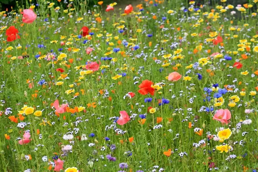 10 Species of Perennial Wildflowers - TN Nursery