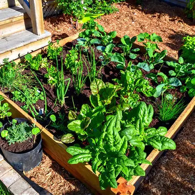 10 Successful Organic Garden Tips For Health - TN Nursery