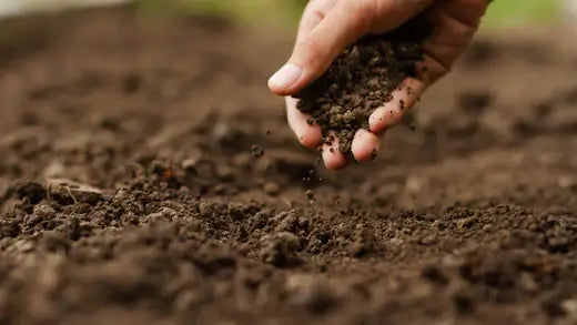 10 Tips on How to Improve Soil Quality - TN Nursery