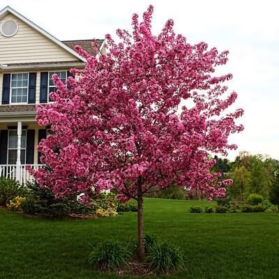 10 Trees That Bloom In Early Spring - TN Nursery
