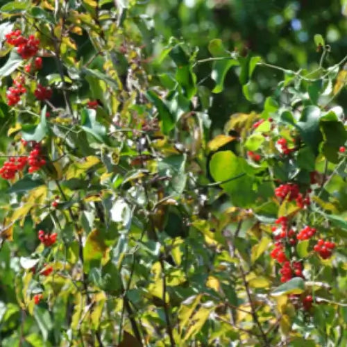 10 Uses of Carolina Snailseed in your garden - TN Nursery