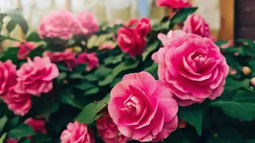10 Ways of Trimming Different Types of Roses - TN Nursery