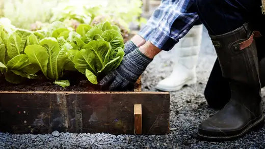 10 Ways on How To Garden Affordably - TN Nursery