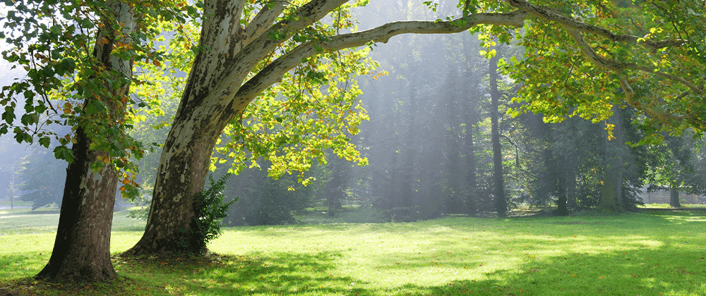 Shade Tree Uses and Importance In Landscaping - TN Nursery