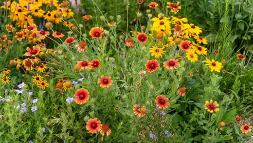 11 Uses For Native Plants in your garden - TN Nursery