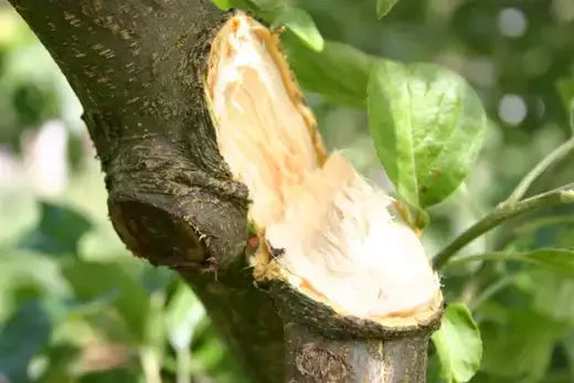 Tree wound on branch at TN Nursery - A Wounded Tree Care Guide