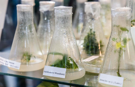 Clonal Propagation - A Simple Guide to Plant Cloning