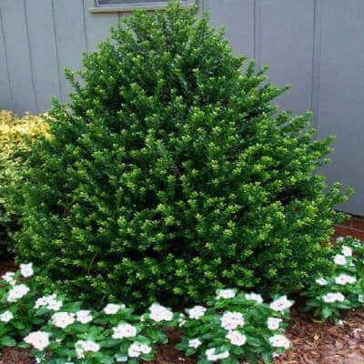7 Best Evergreen Shrubs for Your Garden - TN Nursery